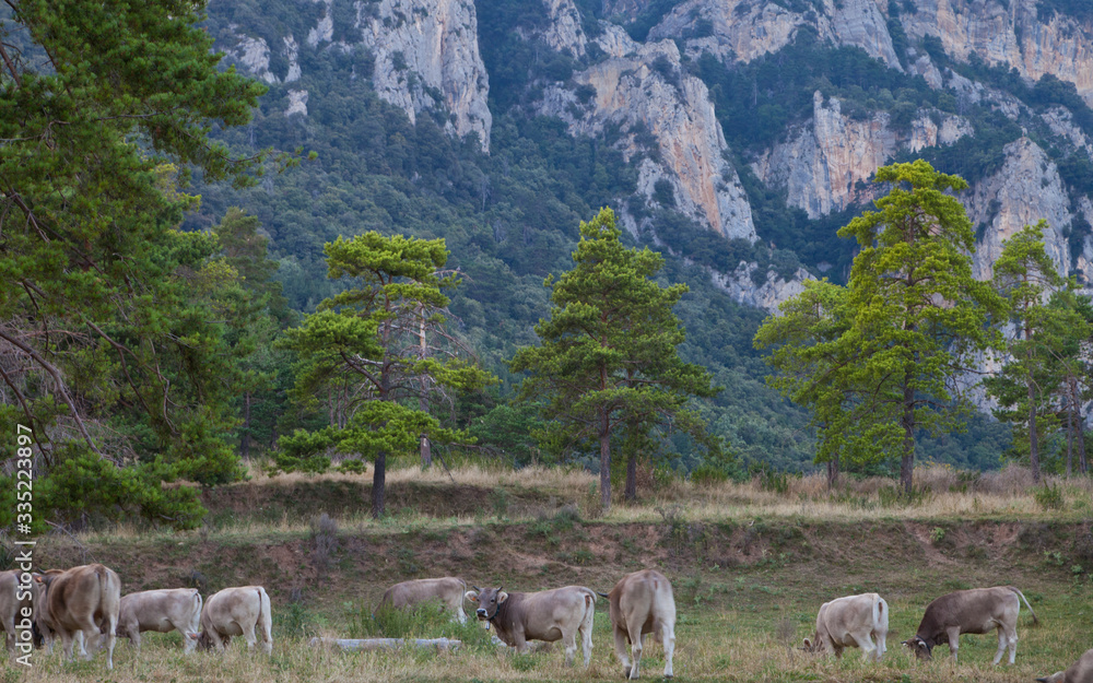 Fototapeta premium Terneros (vacas) pastando en el Berguedà, Barcelona, Catalunya