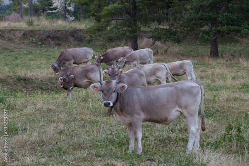 Terneros (vacas) pastando en el Berguedà, Barcelona, Catalunya