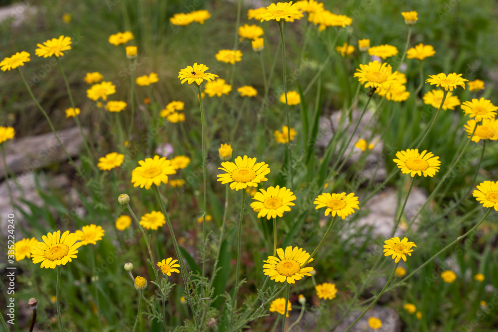 Yellow blooming Crown Daisy or corn marigold plants. Calendula. Glebionis coronaria or glebionis segentum. Yellow blooming Crown Daisy or corn marigold plants. Calendula. Glebionis coronaria or glebionis segentum.