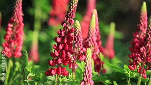 flowers in a garden