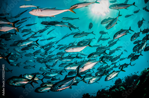 Underwater image of schooling fish in clear blue ocean © Aaron