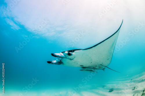 Manta Ray swimming peacefully in the wild in clear blue water © Aaron