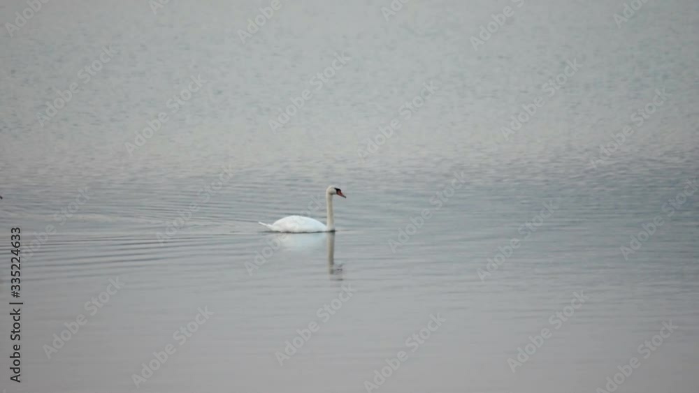 Swans swimming on the lake and search for algae Swans swimming on the lake and search for algae