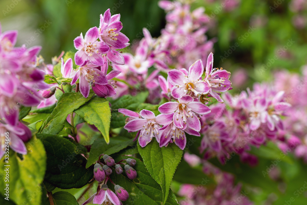 Close up shrub with pink flowers. Deutzia raspberry sundae. Deutzia Strawberry Fields. Deutzia gracilis Rosea Close up shrub with pink flowers. Deutzia raspberry sundae. Deutzia Strawberry Fields. Deutzia gracilis Rosea