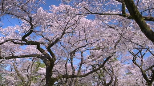 Wallpaper Mural 青空と満開の桜 Torontodigital.ca