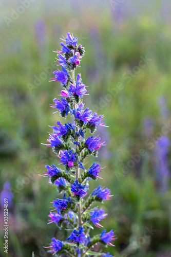 closeup purple blue aromatic flower bloom of Agastache garden herb from hyssop and mint family. Nature floral background