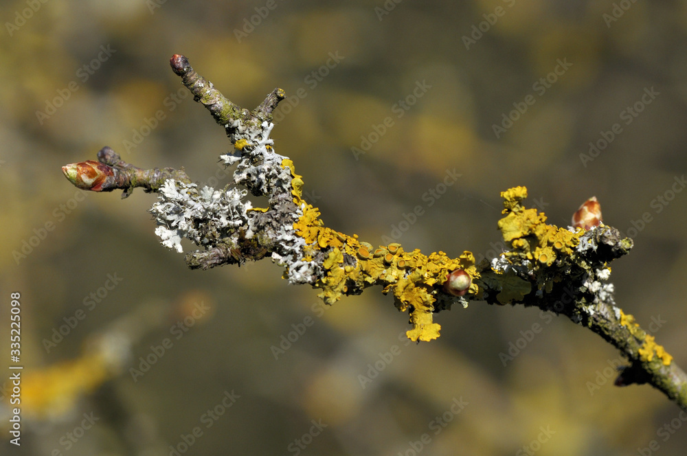 Flechte an einem dünnem Zweig Stock Photo Adobe Stock