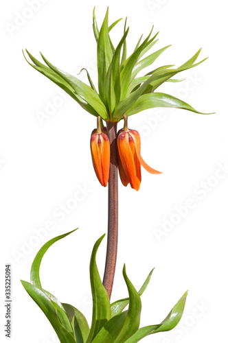 Orange flower imperial crown with buds and leaves Isolated on a white background. The first spring flowers in the flowerbed.