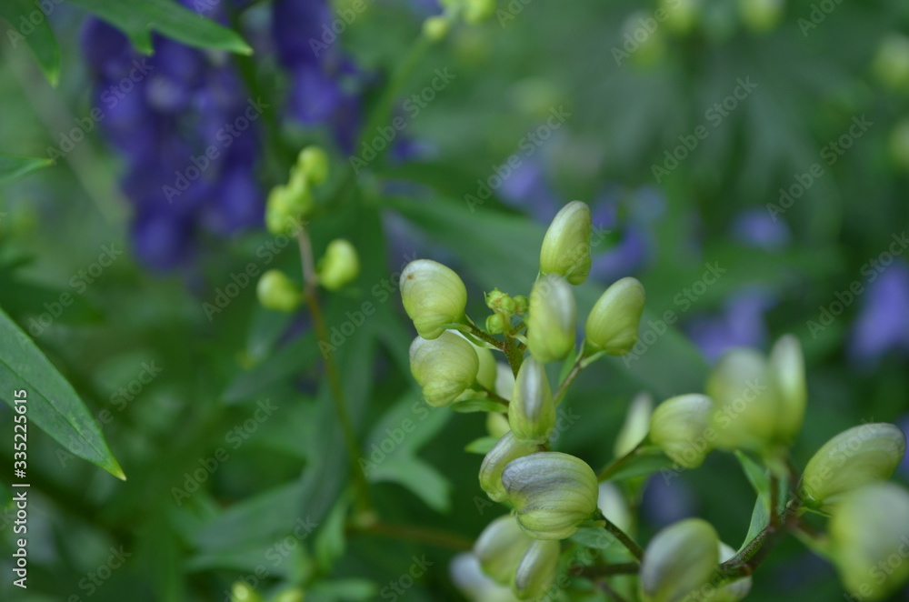 high-quality photos of the flower Aconitum . Beautiful lilac and purple gamma. Close-up. perfect for backgrounds
high-quality photos of the flower Aconitum . Beautiful lilac and purple gamma. Close-up. perfect for backgrounds