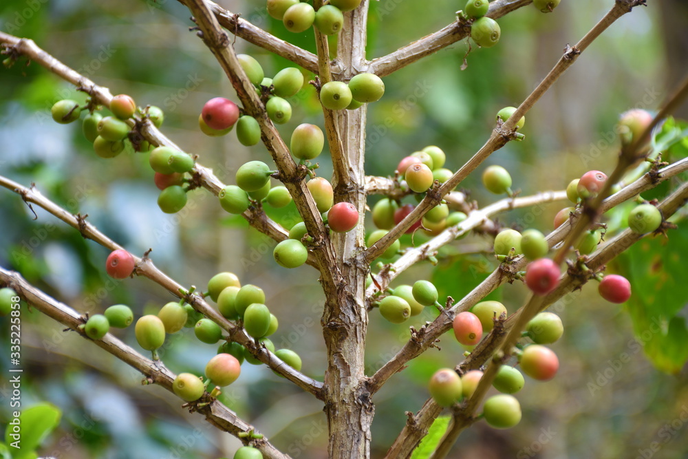 Coffee berries red green on branch and leaves in frame. Coffee berries red green on branch and leaves in frame.