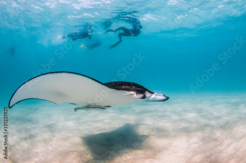 Manta Ray swimming in the wild with people swimming and observing from the surface