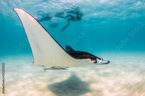 Manta Ray swimming in the wild with people swimming and observing from the surface