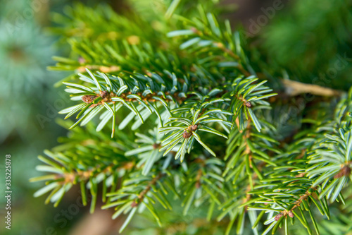 Background texture of a spruce branch for a Christmas card. Natural spruce branches.