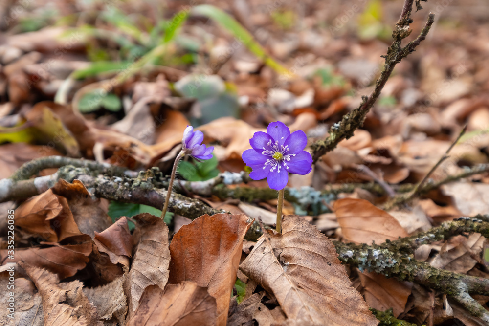 Fototapeta premium Frühlingserwachen: Blühende Leberblümchen (lat.: Hepatica nobilis) im Frühling