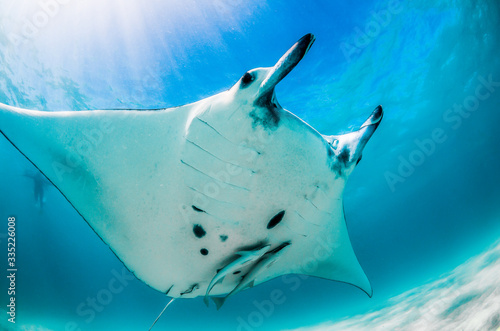 Manta Ray swimming peacefully in the wild in clear blue water