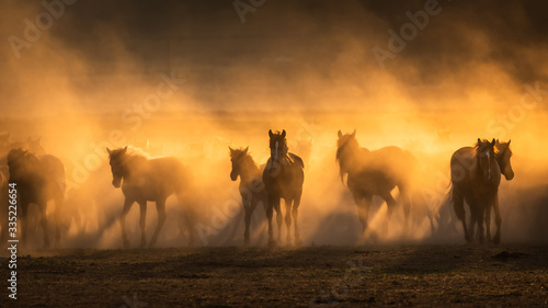 Free horses, left to nature at sunset. Cappadocia, Turkey
