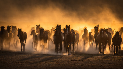 Acrylglasbilder Pferde Free horses, left to nature at sunset. Cappadocia, Turkey  © PawelUchorczak