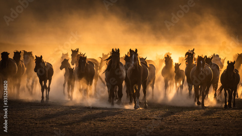 Canvas Print Free horses, left to nature at sunset. Cappadocia, Turkey