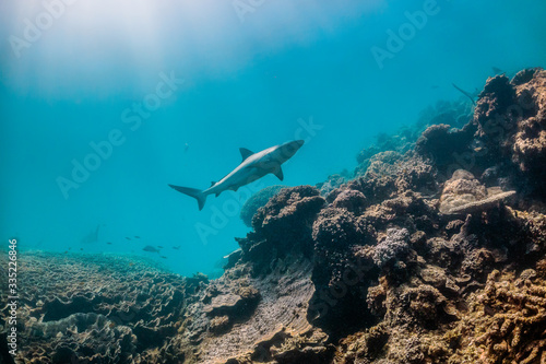 Grey Reef Shark Swimming in Clear Blue Ocean