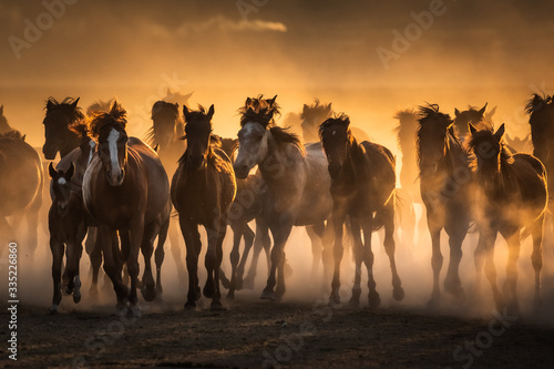 Free horses  left to nature at sunset. Cappadocia  Turkey
