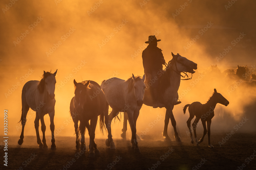 Fototapeta premium Free horses, left to nature at sunset. Cappadocia, Turkey