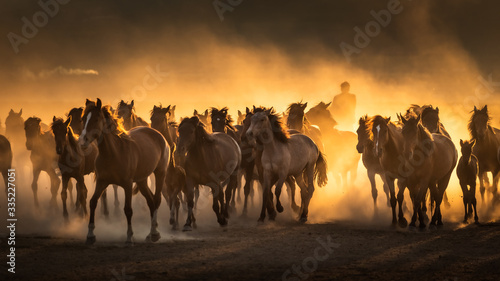 Free horses, left to nature at sunset. Cappadocia, Turkey © PawelUchorczak