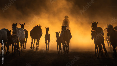 Free horses  left to nature at sunset. Cappadocia  Turkey