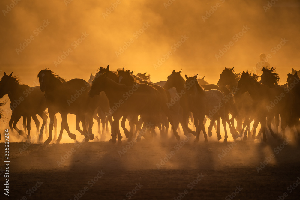 Free horses, left to nature at sunset. Cappadocia, Turkey