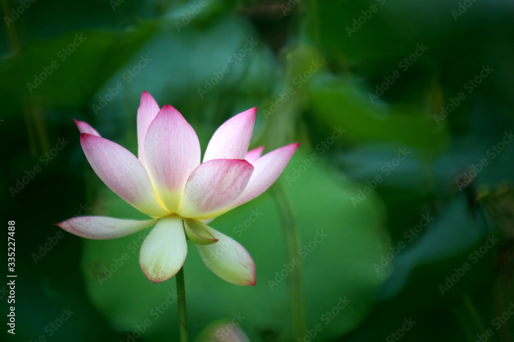 A blooming pink-white lotus in the summer pond, the very beautiful figure is impressive A blooming pink-white lotus in the summer pond, the very beautiful figure is impressive