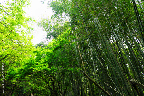 木と竹の自然豊かな森の中