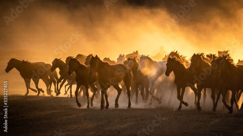 Free horses  left to nature at sunset. Cappadocia  Turkey