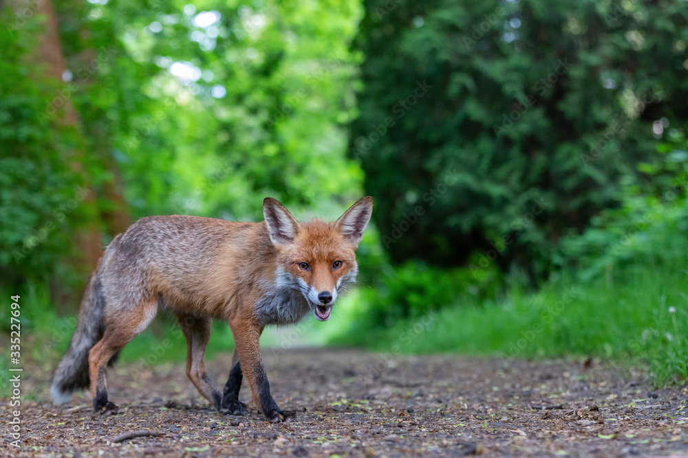 Junger Fuchs auf einem kleinen Weg am frühen Morgen Junger Fuchs auf einem kleinen Weg am frühen Morgen