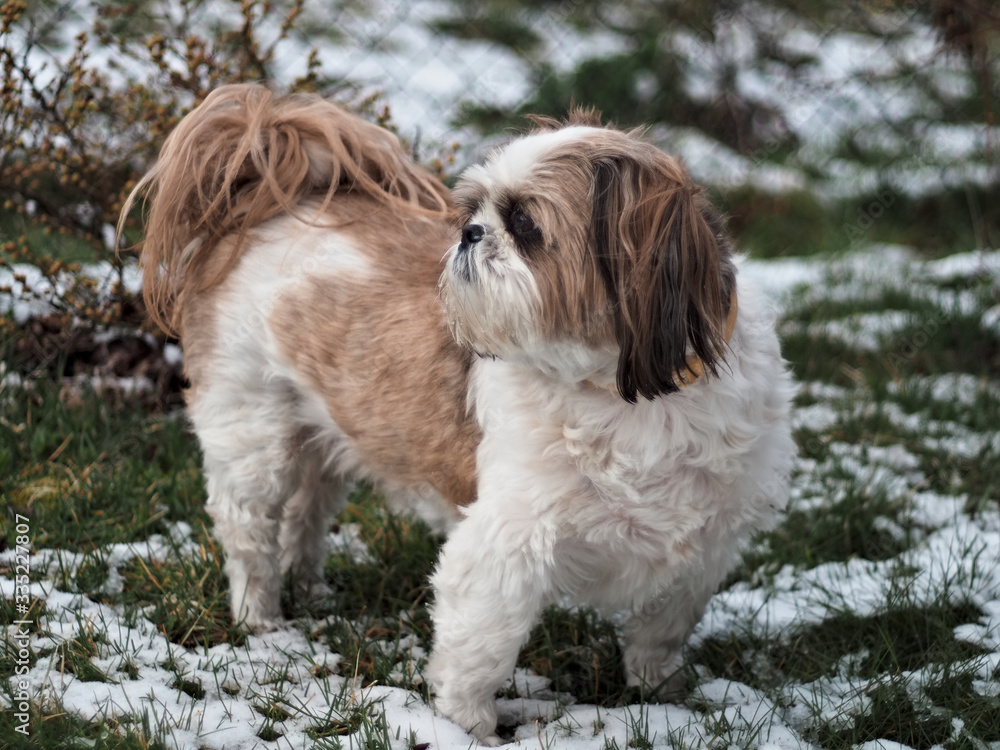 small dog on snow-covered grass, close-up, shih tzu small dog on snow-covered grass, close-up, shih tzu