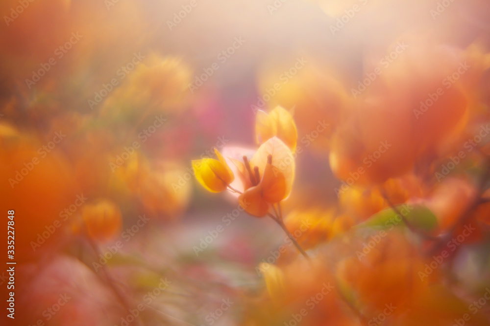 The warm sunlight in the morning shines on the bougainvillea in the garden full of orange flowers, and exudes beautiful colors that are hazy and soft The warm sunlight in the morning shines on the bougainvillea in the garden full of orange flowers, and exudes beautiful colors that are hazy and soft