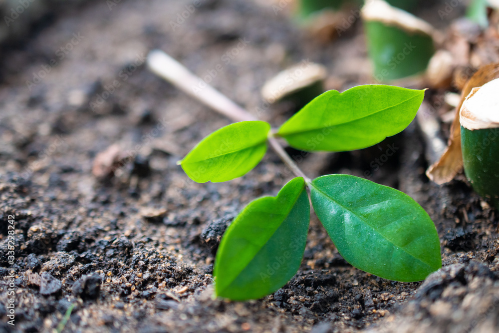 A small green plant sprout lies alone on the ground, an environmental problem of tree felling and nature pollution: earth day A small green plant sprout lies alone on the ground, an environmental problem of tree felling and nature pollution: earth day