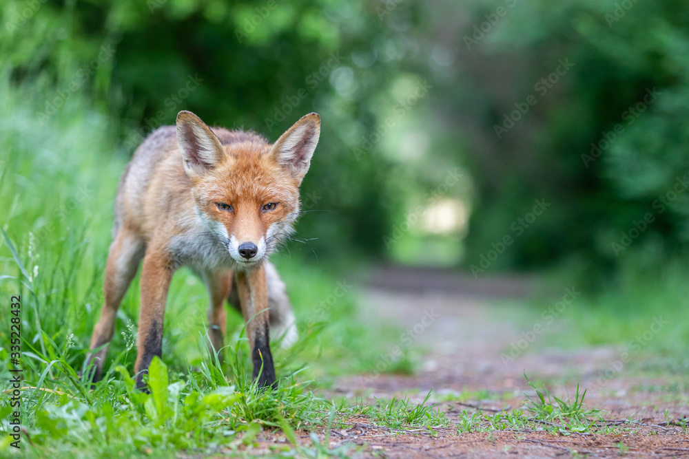 Junger Fuchs auf einem kleinen Weg am frühen Morgen Junger Fuchs auf einem kleinen Weg am frühen Morgen