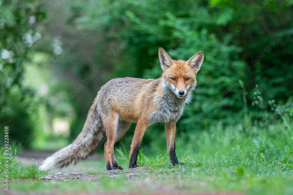 Junger Fuchs auf einem kleinen Weg am frühen Morgen