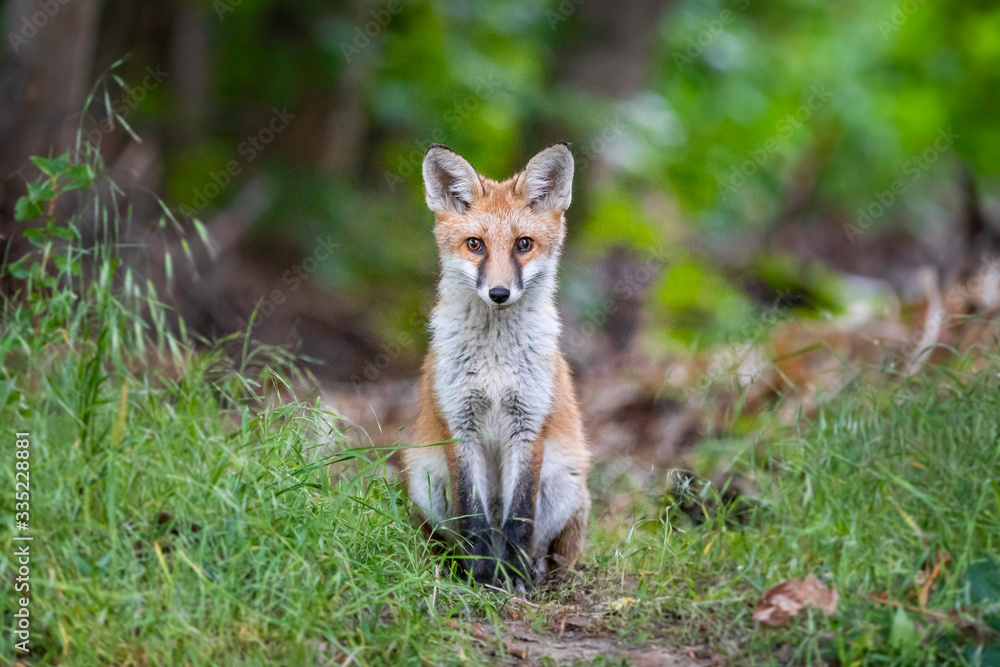 Obraz premium Fuchswelpe am frühen Morgen