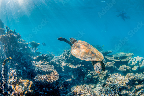 Green Sea Turtle Swimming Freely  in Clear Blue Ocean © Aaron
