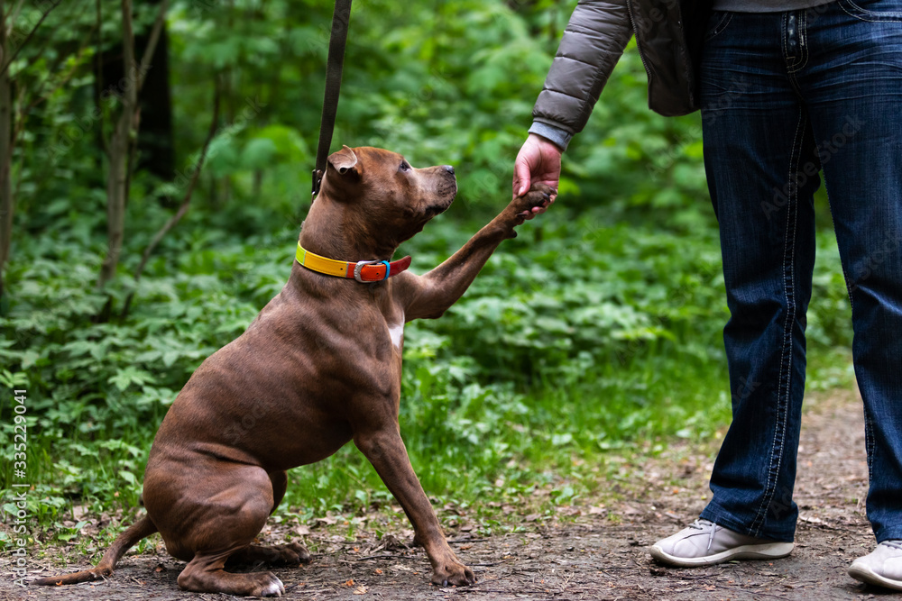 Adorable red dog walks outdoor at summer Adorable red dog walks outdoor at summer
