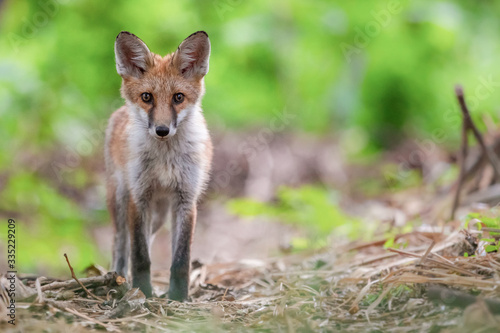 Wallpaper Mural Fuchswelpe am frühen Morgen Torontodigital.ca