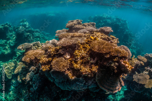 Underwater Image of Colorful Coral Reef in Clear Tropical Water