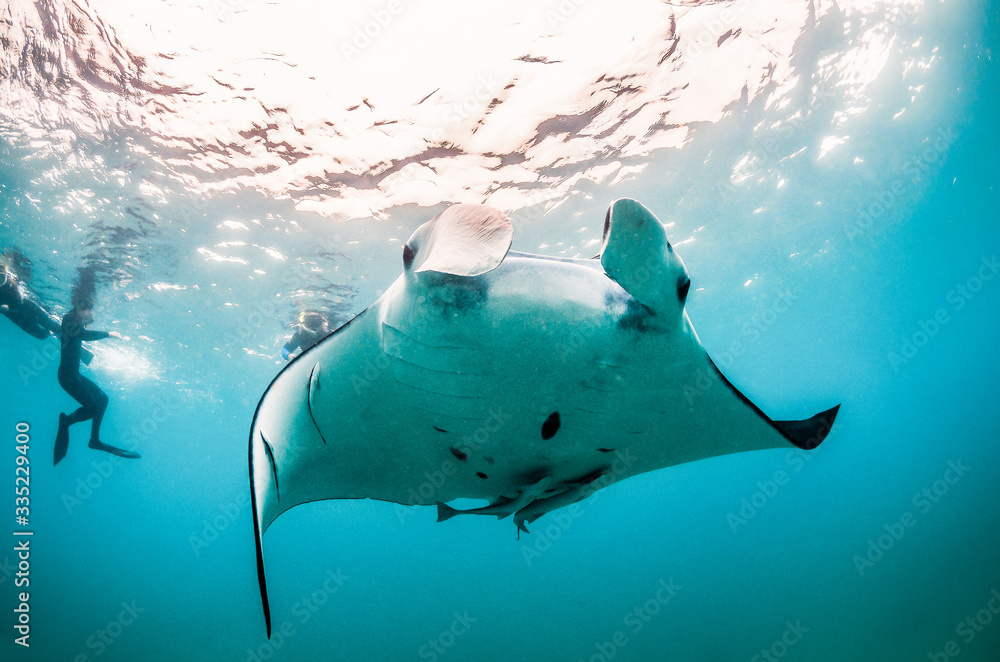 Fototapeta premium Manta Ray Swimming Freely in Open Ocean