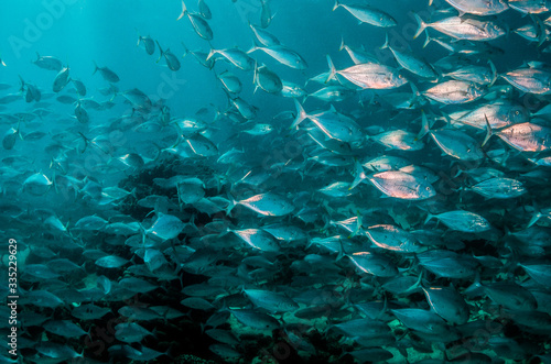 Schooling silver fish swimming in clear blue ocean