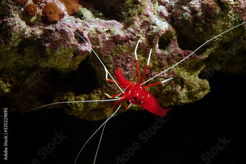 Red fire shrimp - Lysmata debelius 