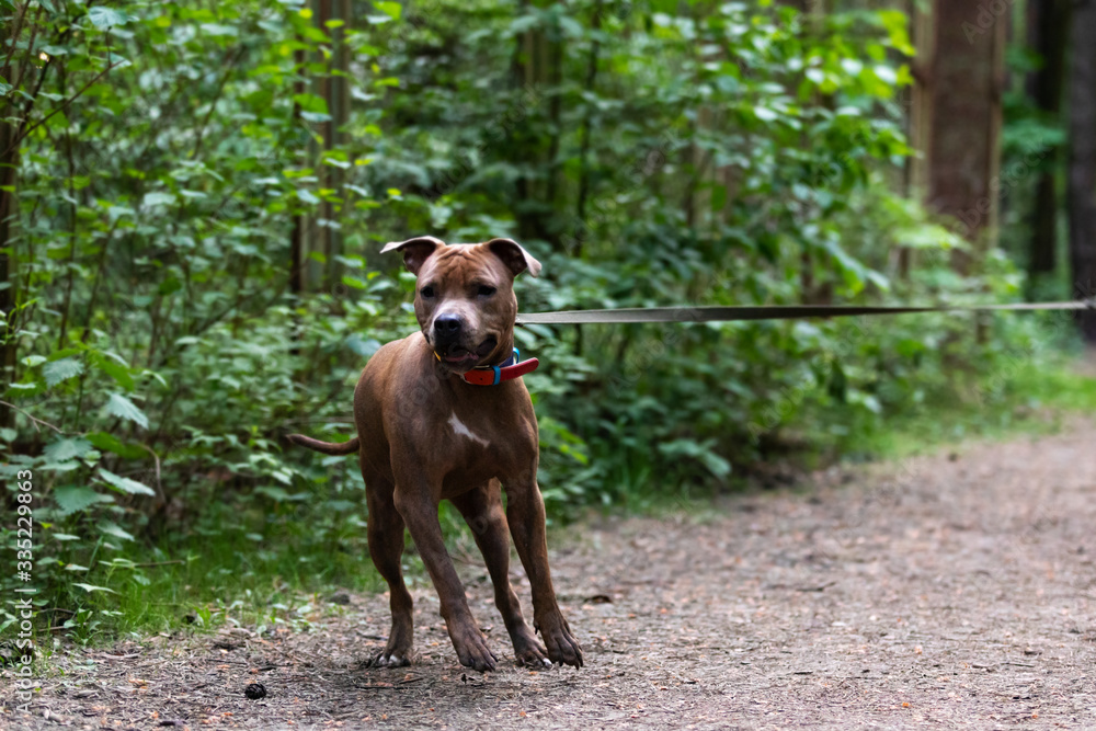 Adorable red dog walks outdoor at summer