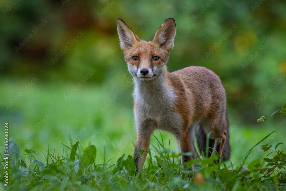 Junger Fuchs auf einer Wiese am frühen Morgen Junger Fuchs auf einer Wiese am frühen Morgen
