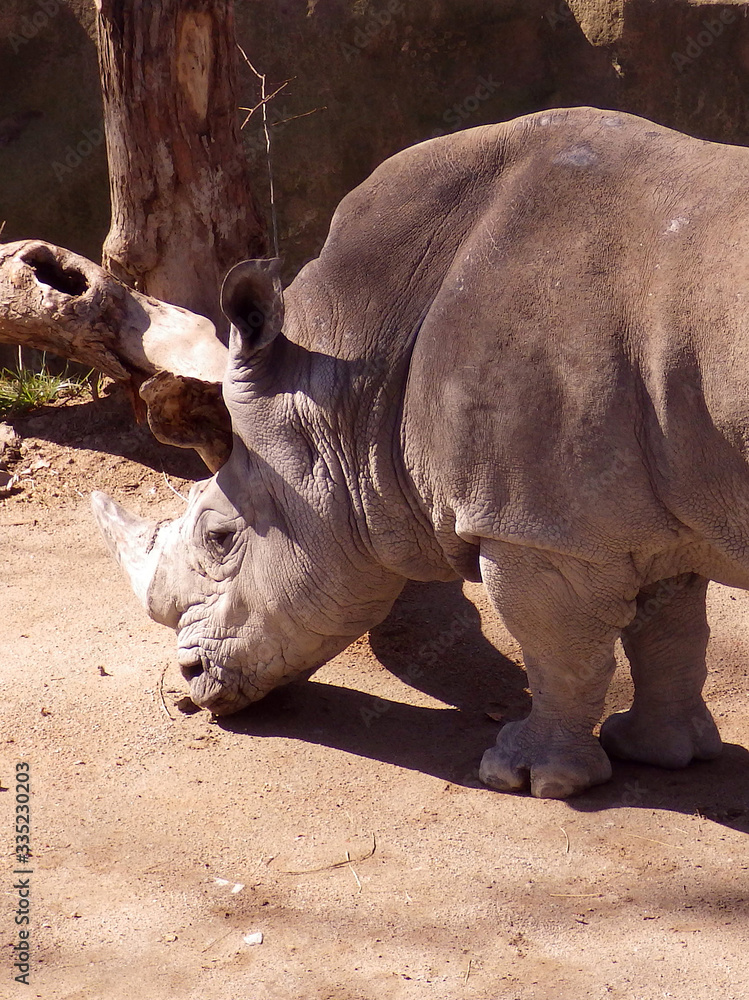 Fototapeta premium A heavy rhinoceros portrait under the sun shooted from back with angle view. Close-up vertical photography
