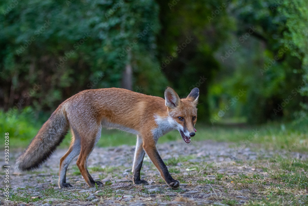 Junger Fuchs auf einem kleinen Weg am frühen Morgen Junger Fuchs auf einem kleinen Weg am frühen Morgen