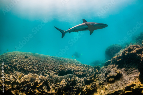Grey Reef Shark Swimming in Clear Blue Ocean © Aaron